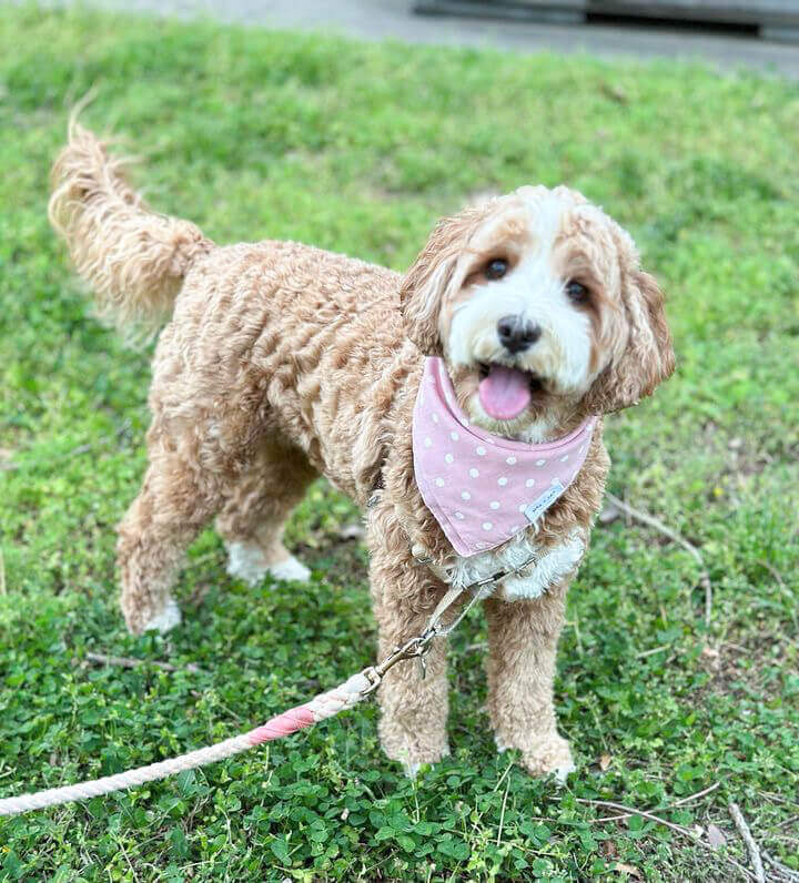 A Lovely Dog with a Pink Polka Dot Bandana | Wag + Tail